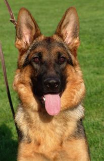 Havanna von Arninius